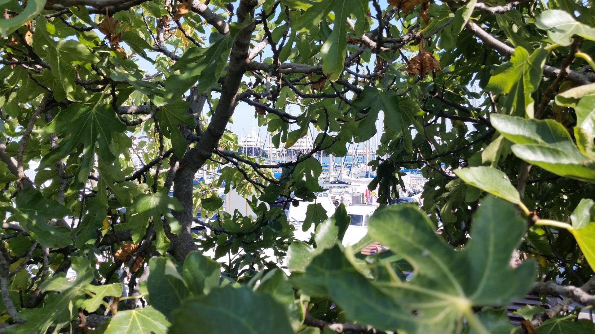 Le QUAI DES MILLIARDAIRES